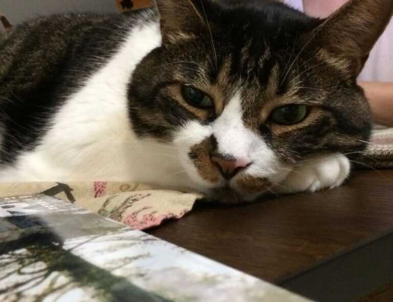 bug munjoff1445 apk fixes